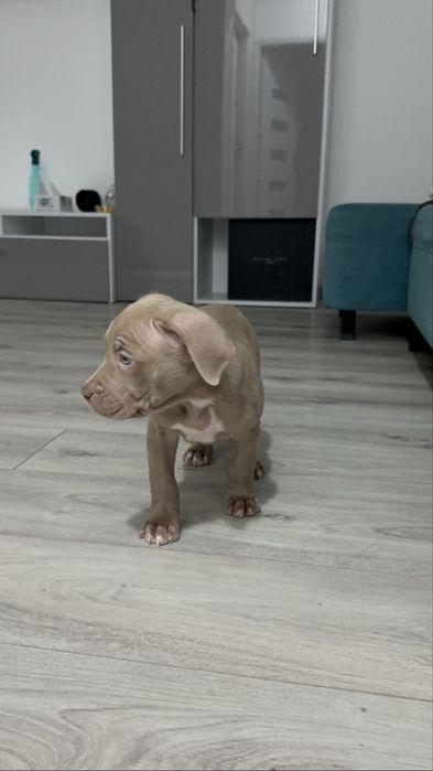 american stanfordshire terrier