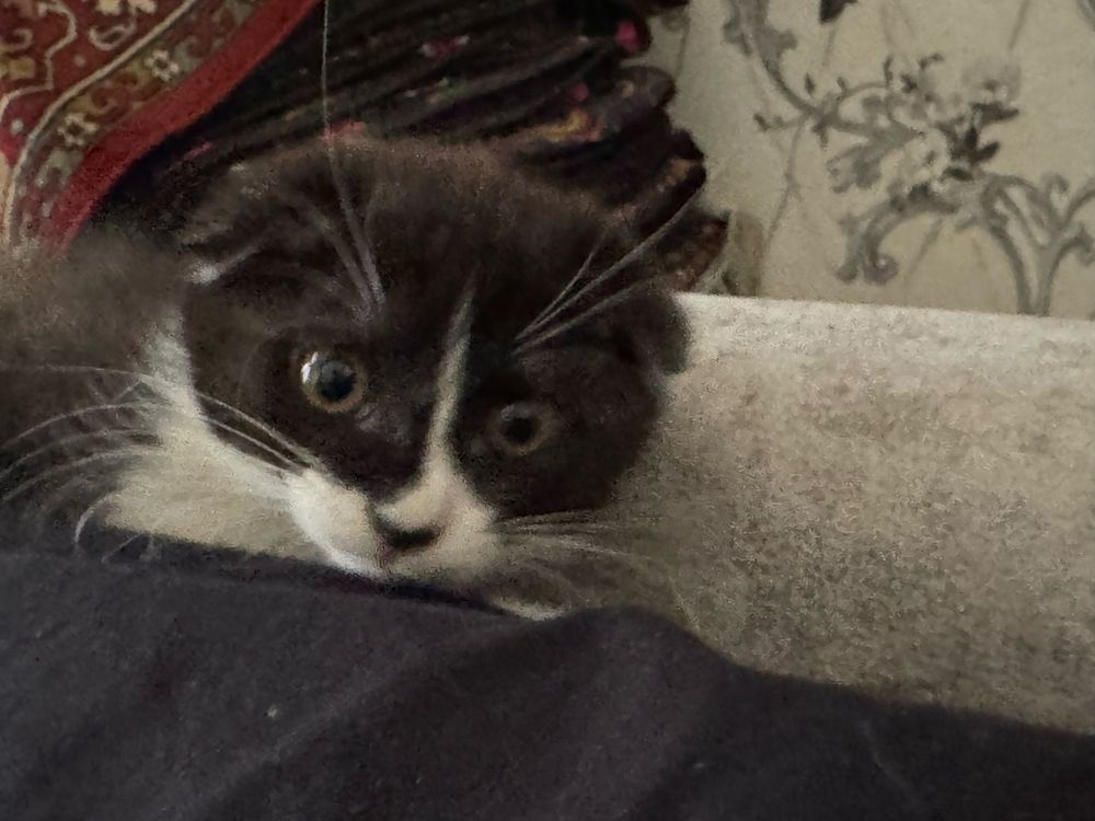 Скоттиш Фолд Кошка 3 месяца