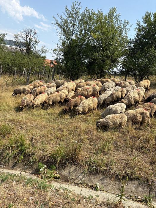 De vânzare oi tinere bune de lapte și de ținut carabase și turcane