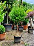 Vindem diferite specii de plante ornamentale