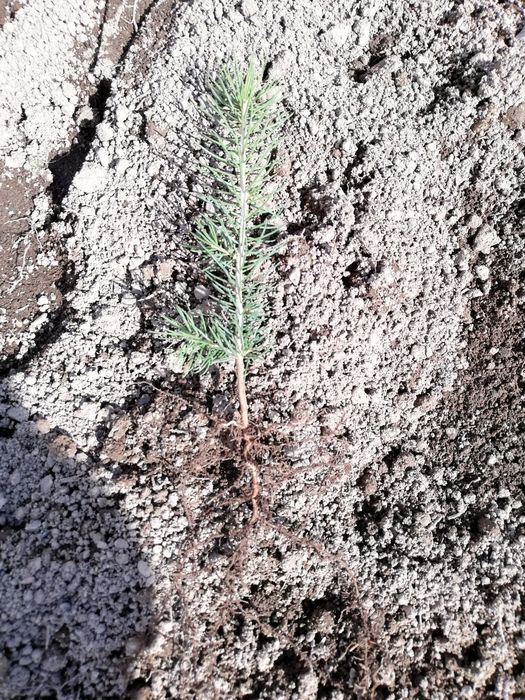 Puieti molid repicat