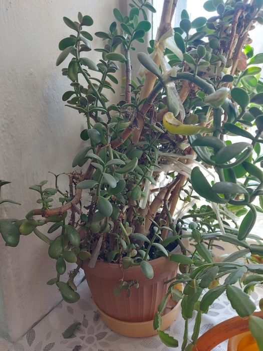 Комнатные растения. Денежное дерево, толстянка, крассула