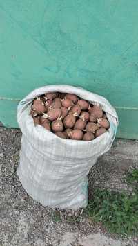 Семена картофеля  красного