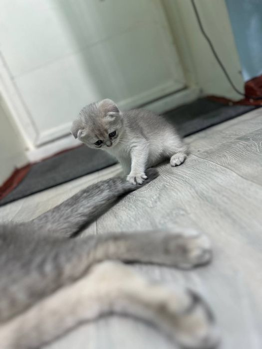 Продаю котят  скоттиш фолд и страйт