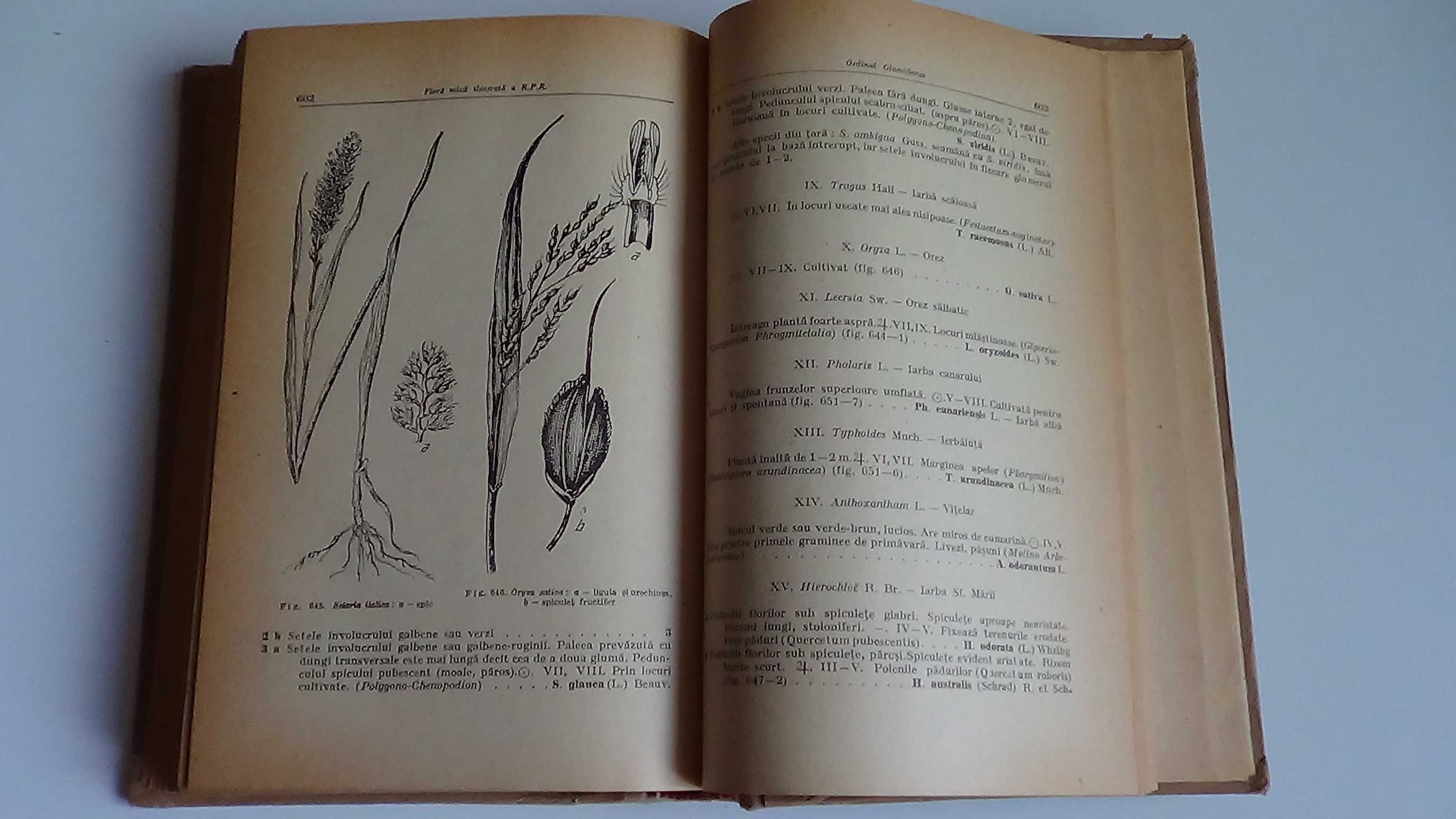 Flora Mica Ilustrata a R.P.R. de I.Prodan-Al.Buia  1958