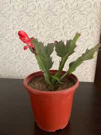 Домашний цветок декабрист, зигакактус