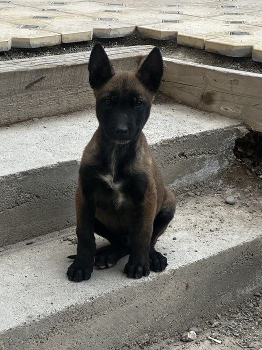 Бельгийская овчарка малинуа