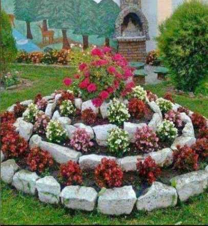 Plante Ornamentale Tuia
