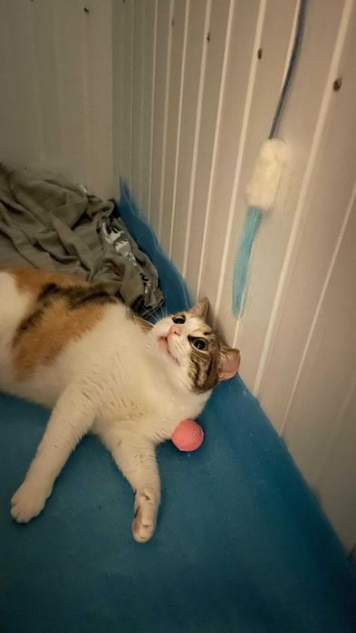 Cleo, pisicuta sterilizata pentru adoptie