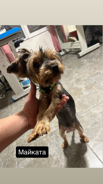 Мини Йорки (Йоркширски териер]