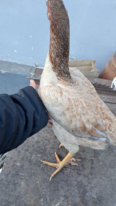 Дакан курица и петух