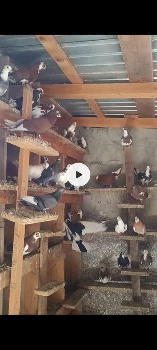 Porumbei jucători de Galați