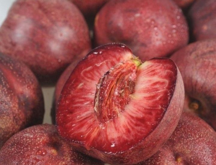 Nectarin Sanguine d'Auvergne