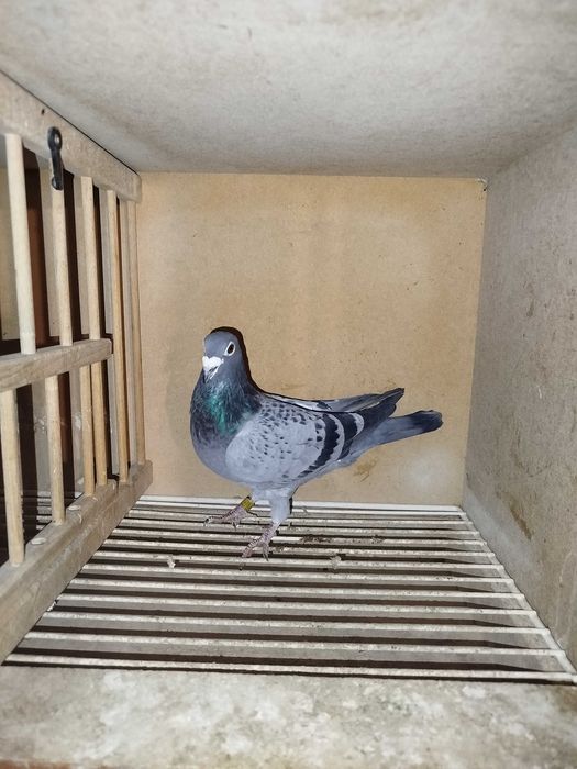 Porumbei voiajori maturi