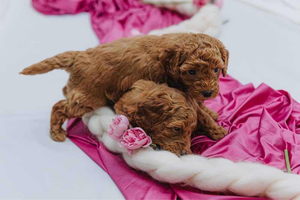 Мини пудели, родени на 07.10.