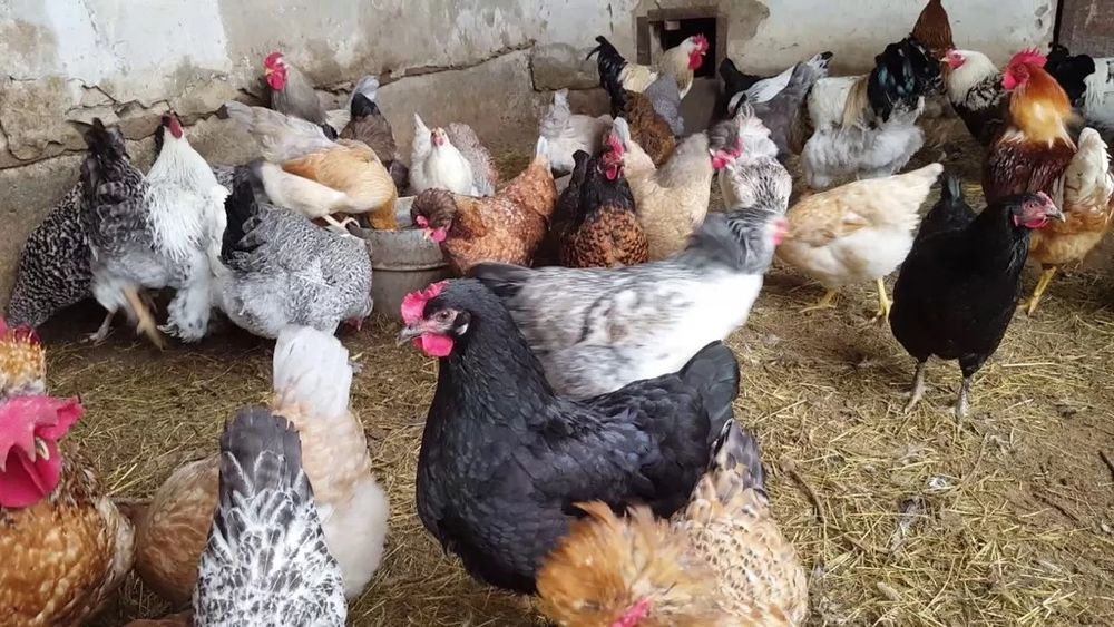 Продаю домашних курочек