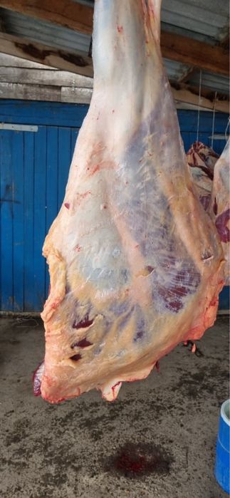 Сиыр Еті сатылады