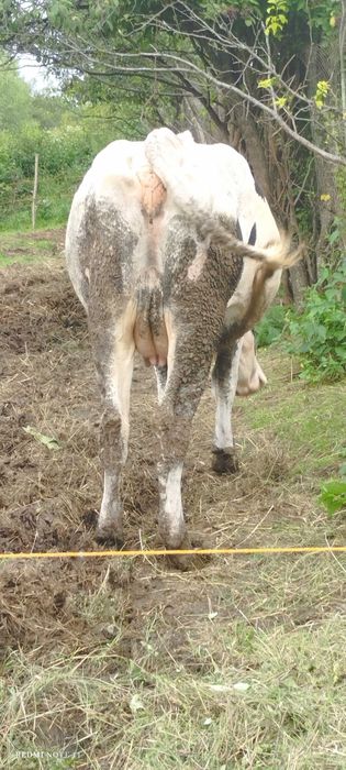 Vaca Holstein 3 ani de vânzare