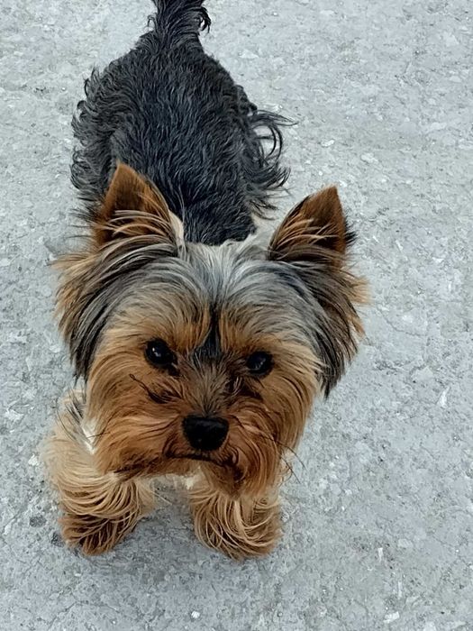 Мини Йорки на 2 год