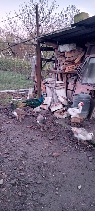 Vând Păuni  Comuni