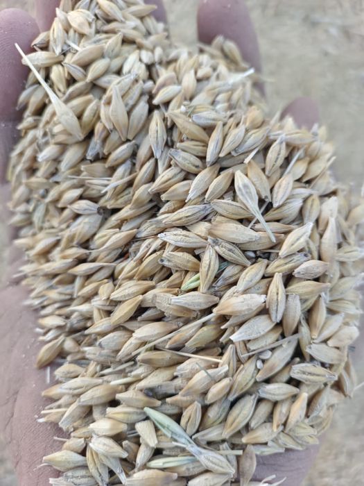 Продам АРПА ячмень чистый,сухой,идеальный С МЕСТА.