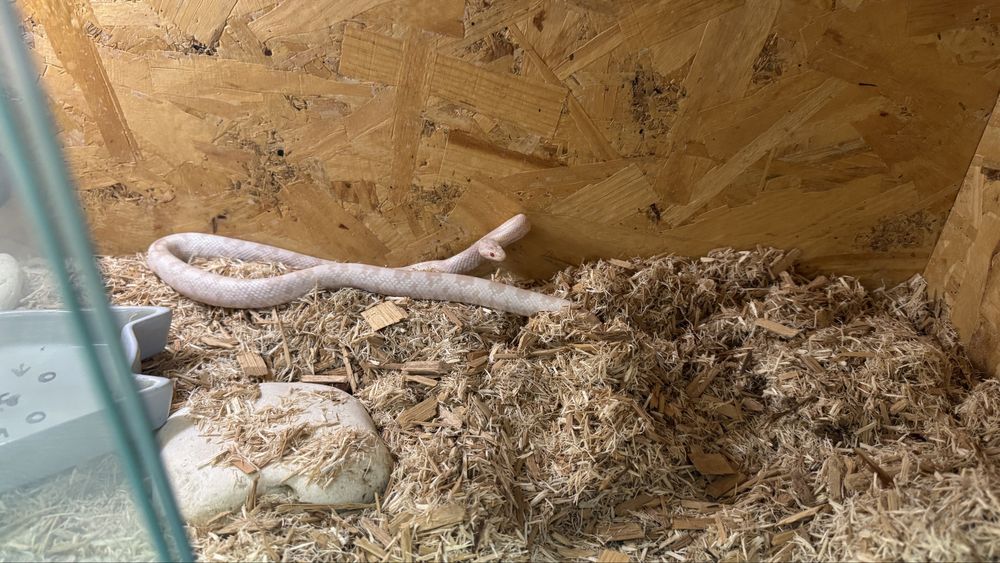 Sarpe corn snake alb morph deosebit sub adult cu terariu complet