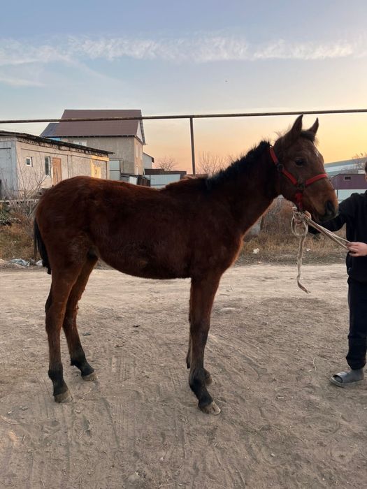 Тай жабагы жылқы лошадь