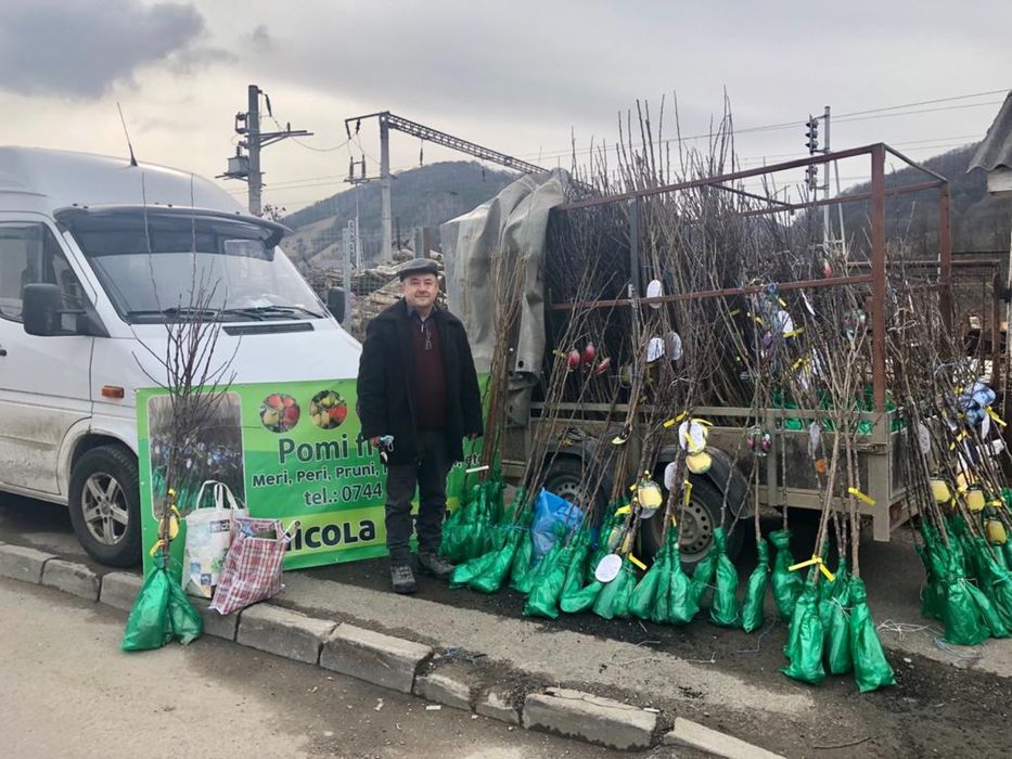 Pomi fructiferi altoiti , produs in jud.Bistrita-Nasaud