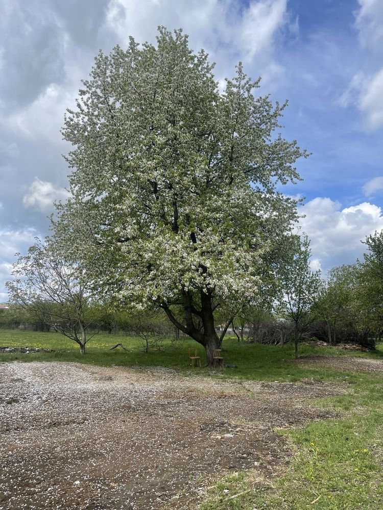 Casă cu teren 3200mp de vânzare Dobreni