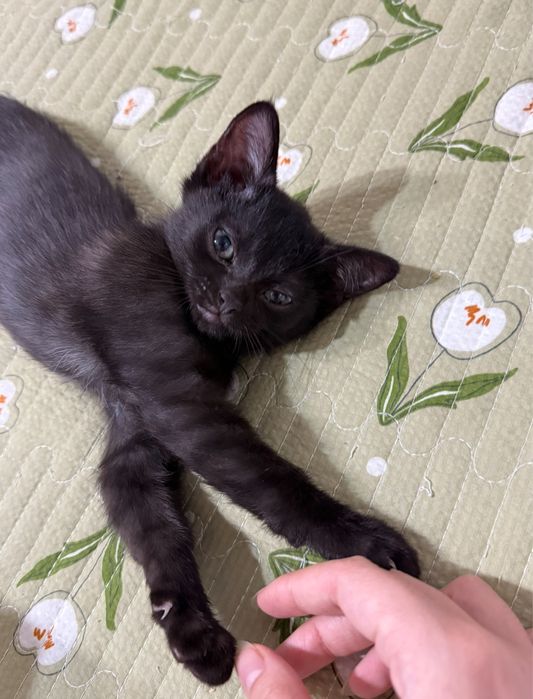 Домашний котёнок в добрые руки