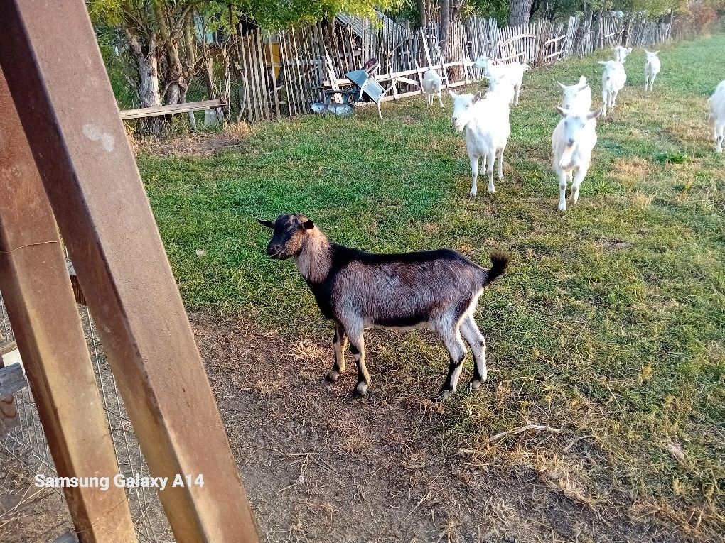 Vind   doi  țapi  tineri  buni de monta