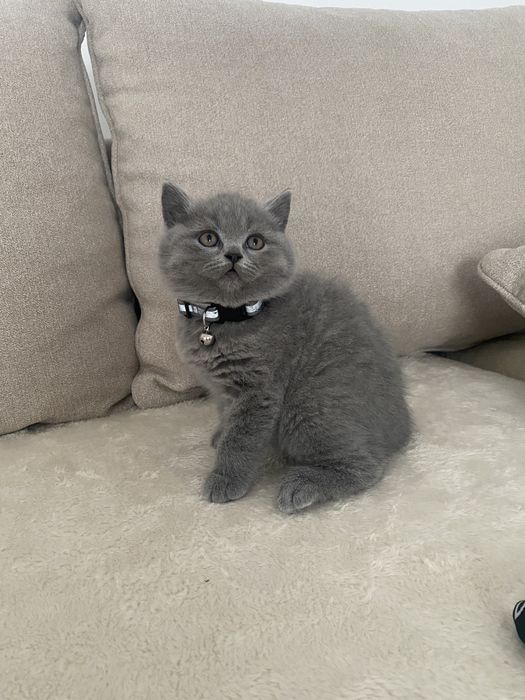 Pui british shorthair
