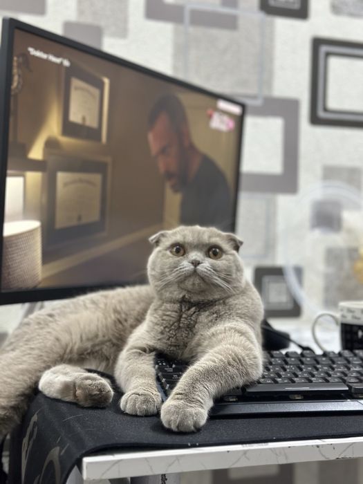 Shatlandski fold 1yosh qiz soglom