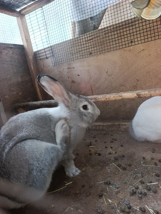 Böğoz quyonla 8 oyli boliwti. 2 ta