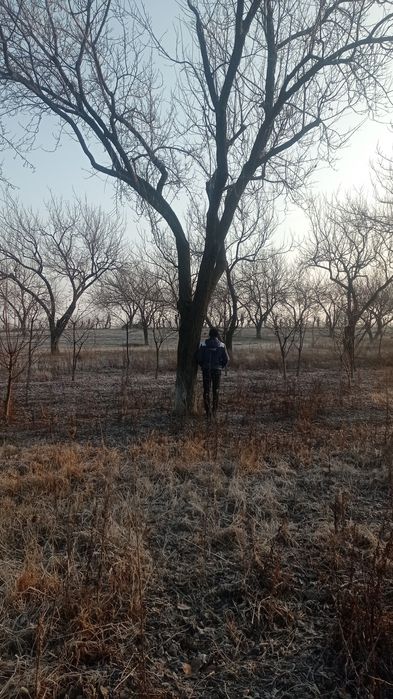 Ўрик таналари бор сотилади кесилмаган турганича сотилади