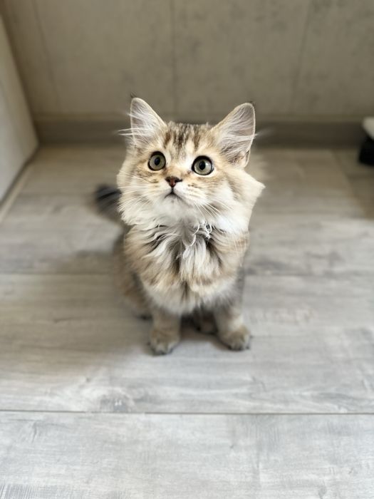 Котенок шиншилла девочка, срочно