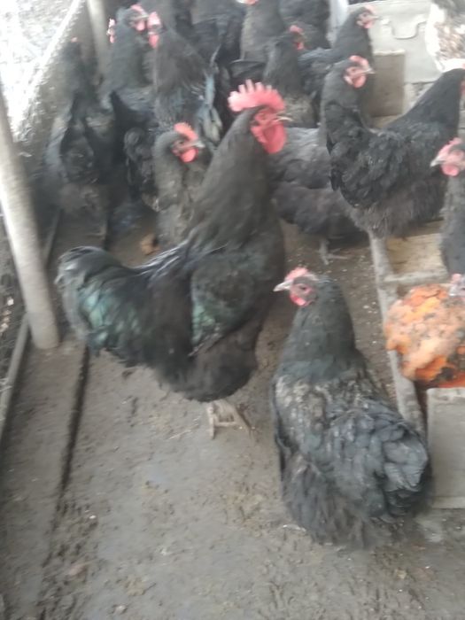 Куры австролорп чёрные