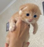 Рыжий Скотиш Фолд мальчик
