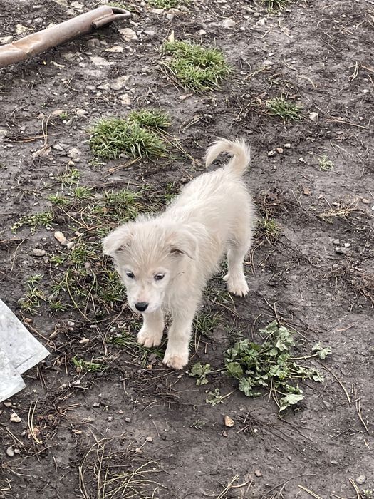 Donez catelusa jucausa