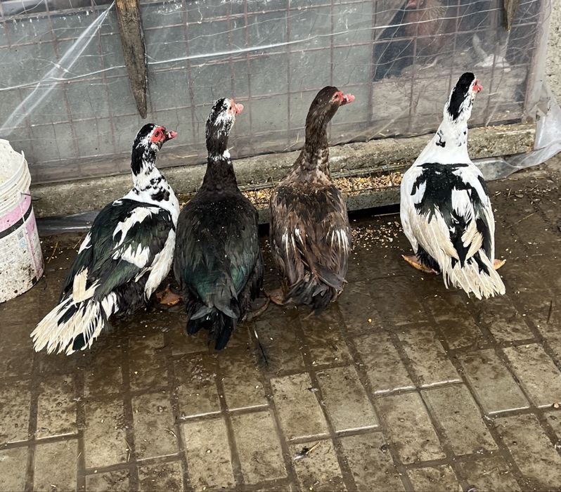 Vând Rățoi Leșești