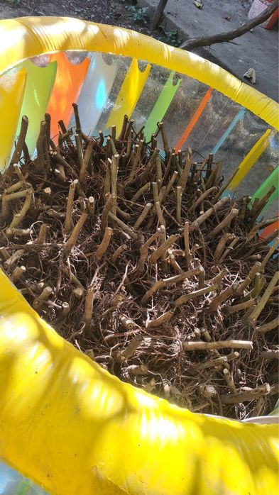 Paulownia Premium Butasi si Pomi Ramificati