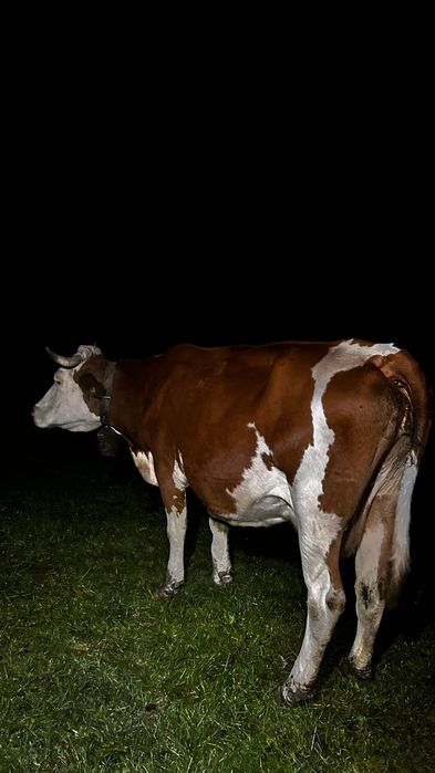 Vaca bălțată românească