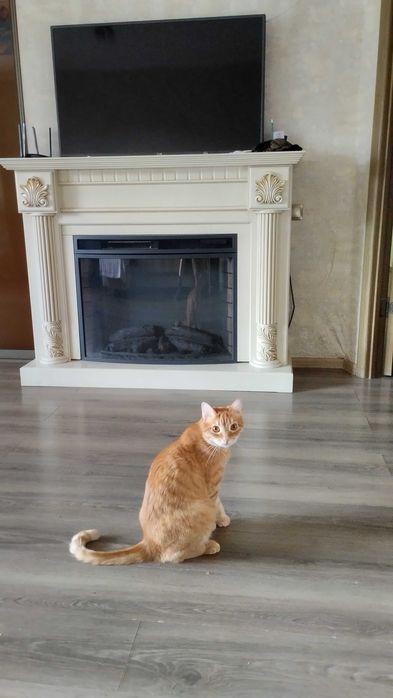 Кота отдам в хорошие руки