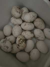 Vând oua de gasca bio