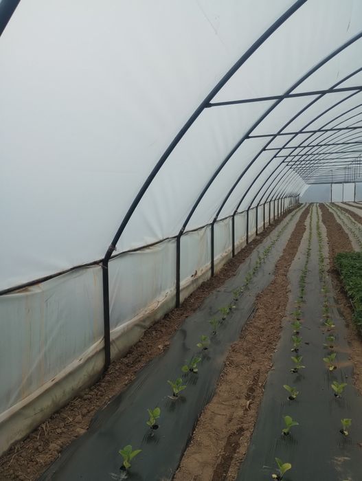 solarii ieftine de calitate