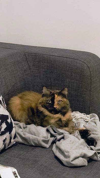 Se donează pisică frumoasă