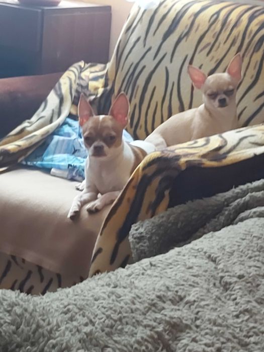 Продавам чихуахуа