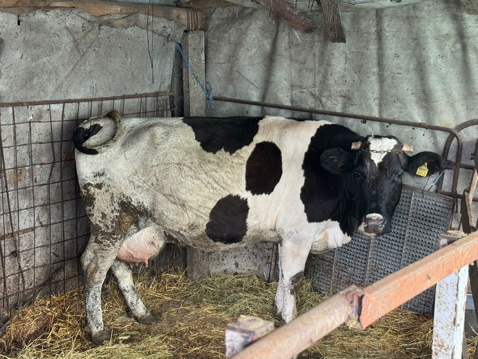Vaca Baltata Romaneasca, linie de lapte, genetica - 15 litrii mulsoare