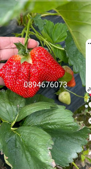 Продавам разсат ягоди