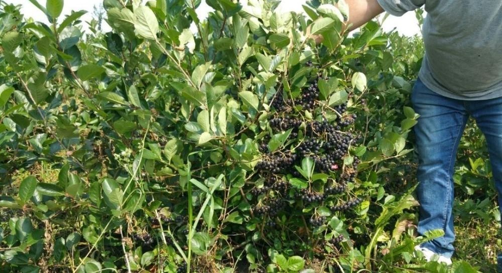 Fructe uscate de Aronia